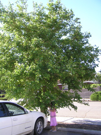 e0104941_10413927.jpg