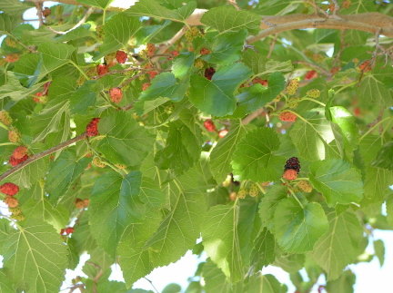 e0104941_10421379.jpg