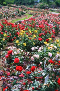 c0122445_822322.jpg