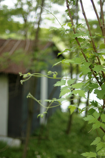 d0008146_17115744.jpg