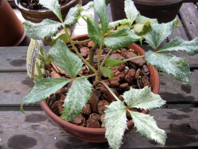 c0147952_10524681.jpg