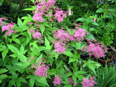 c0147952_1503810.jpg