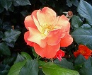 e0115754_22302771.jpg