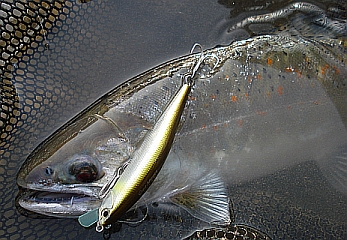 a0096669_1357437.jpg