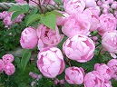 f0030875_2237169.jpg
