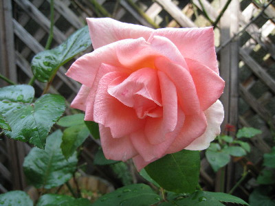 c0132387_1135596.jpg