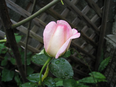 c0132387_1145124.jpg