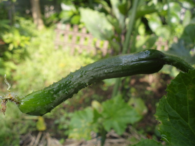 f0130894_20263782.jpg