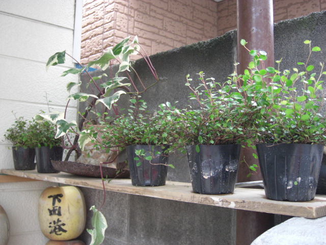 e0031202_20473278.jpg