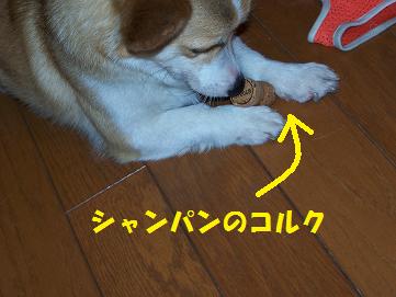 c0126703_1431887.jpg