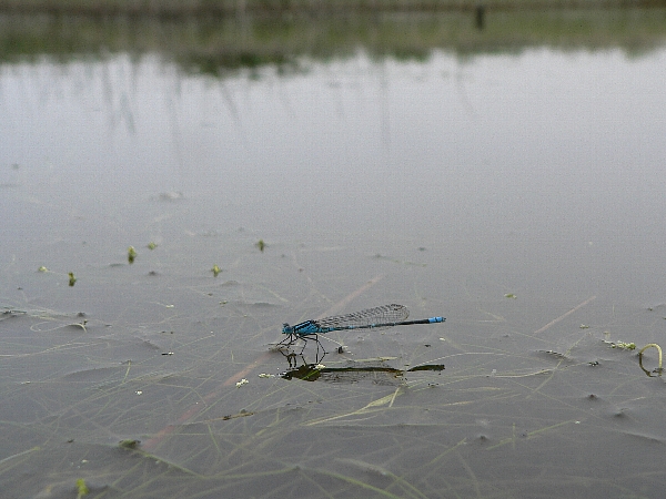 e0002314_20364612.jpg