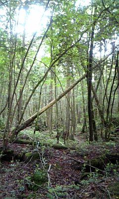 c0154630_2481043.jpg