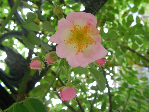 f0002833_2054033.jpg