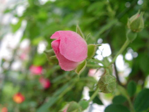 f0002833_2056949.jpg
