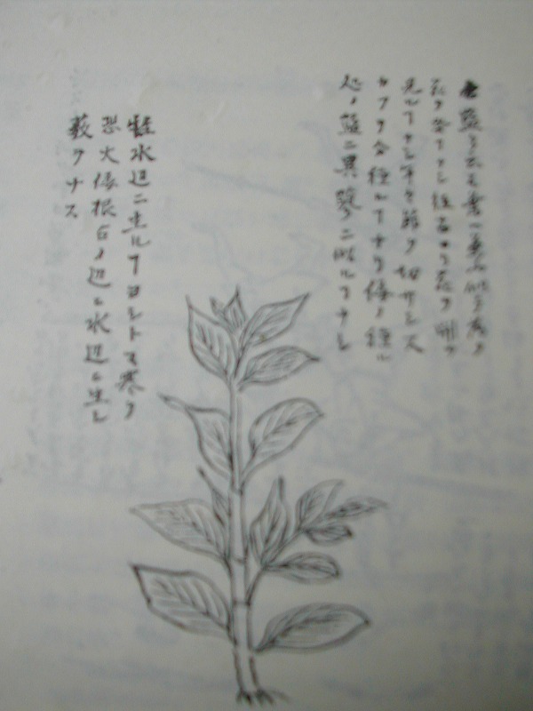 e0062635_185866.jpg