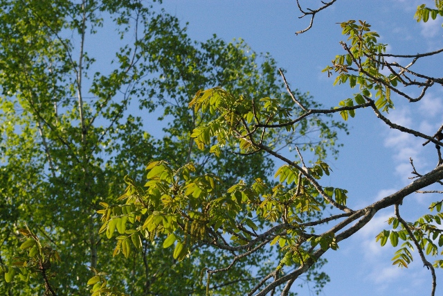 c0105338_16595384.jpg