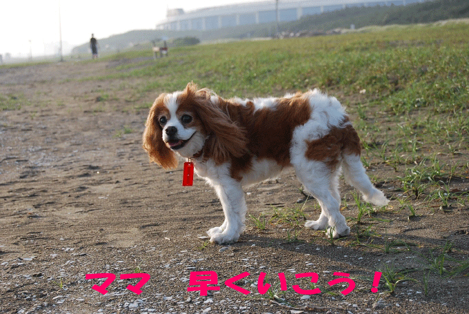c0136838_20574913.gif