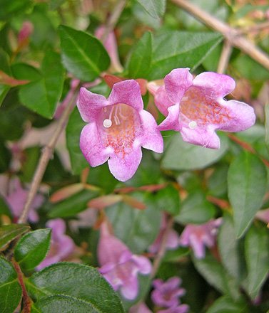 a0001354_23332671.jpg