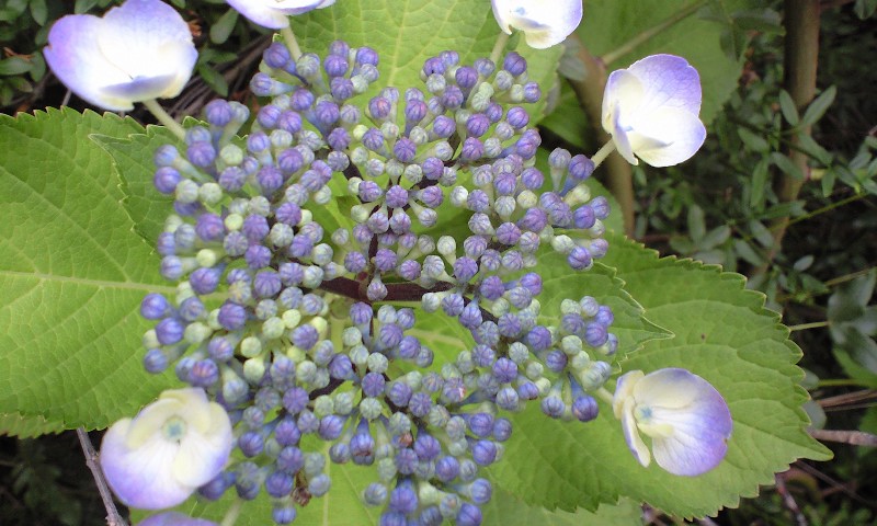d0000607_1216165.jpg