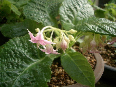 b0052108_153150.jpg