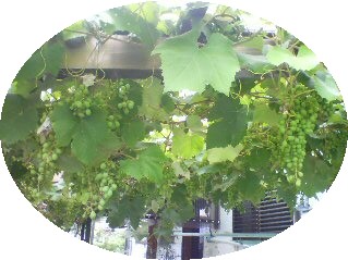 a0098027_1825361.jpg