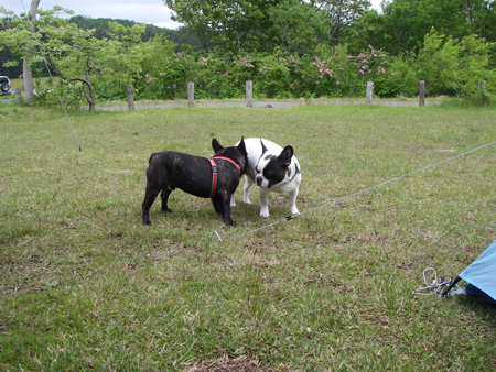 e0008833_1371896.jpg