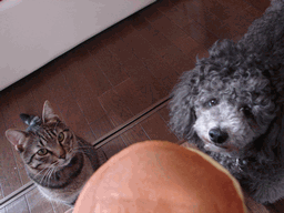 c0136736_21564921.gif