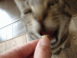 c0136736_2204787.gif