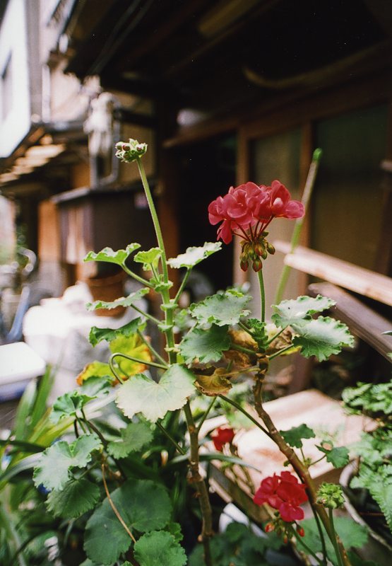 c0084666_211506.jpg