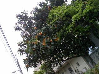 e0081772_13332753.jpg