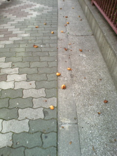 e0081772_1333394.jpg