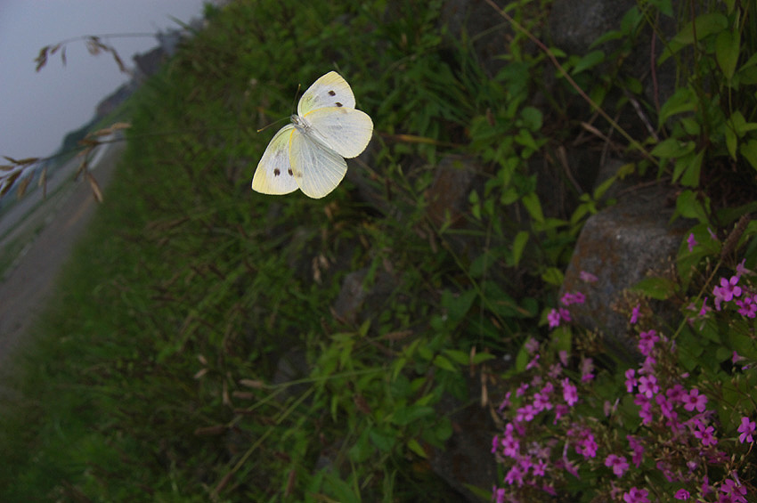 f0090680_2143125.jpg