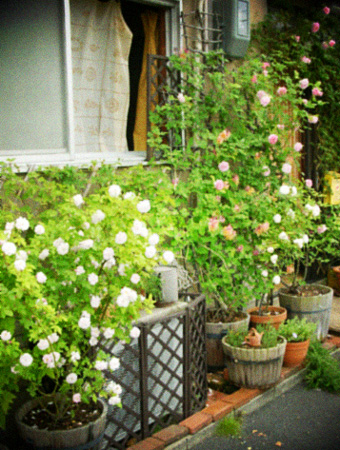 d0077603_10231145.jpg