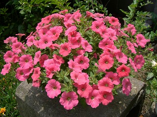 c0076204_683469.jpg