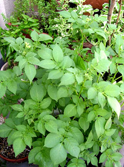 f0036716_152121.jpg