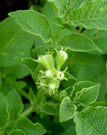 f0036716_1521886.jpg