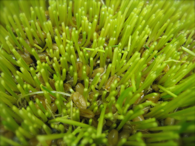 c0120817_8592779.jpg