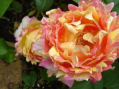 f0054421_122812.jpg