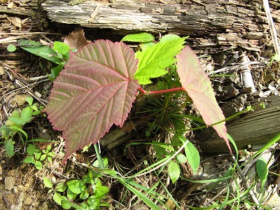 f0009128_22484516.jpg