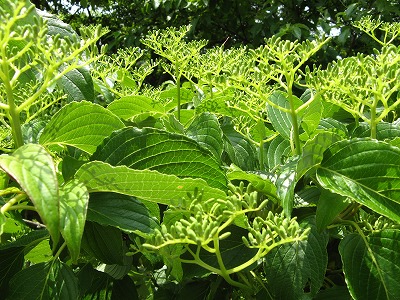 f0009128_22502568.jpg
