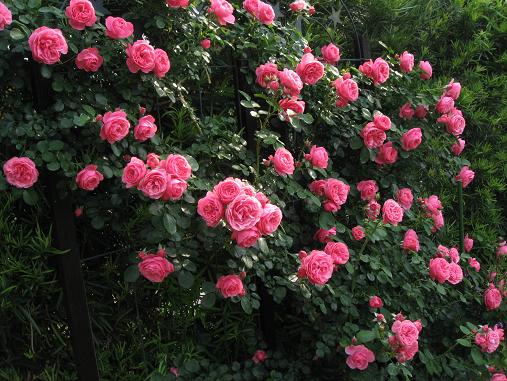 c0109235_177195.jpg
