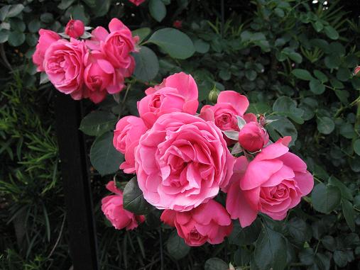 c0109235_1775793.jpg