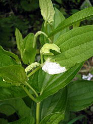 e0016836_10534041.jpg