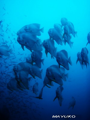 e0027447_16361820.jpg