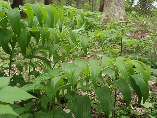 e0004756_20595186.jpg