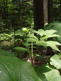e0004756_21113682.jpg