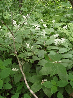e0004756_2111622.jpg