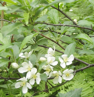 e0004756_2115241.jpg