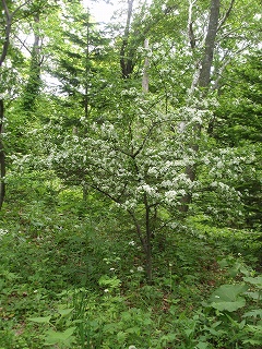 e0004756_2121954.jpg