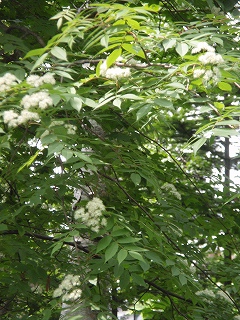 e0004756_21312040.jpg
